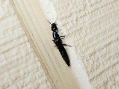 Thyreocephalus orthodoxus