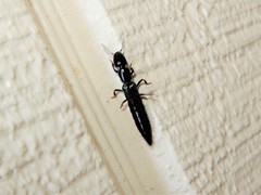 Thyreocephalus orthodoxus