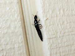 Thyreocephalus orthodoxus