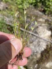 Juncus ranarius