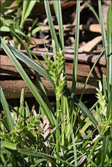 Carex breviculmis
