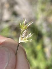 Juncus ranarius
