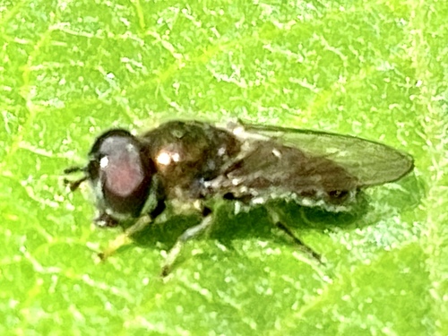 iNaturalist observation photo of Pitheads & Kin