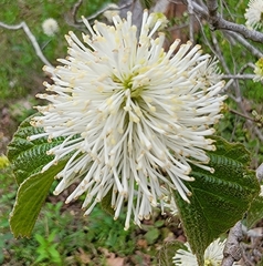 Fothergilla major