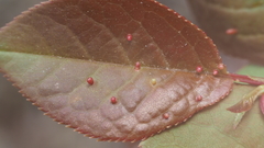 Eriophyes emarginatae