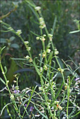 Muehlenbeckia diclina