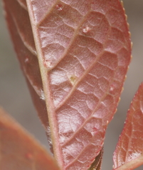 Eriophyes emarginatae