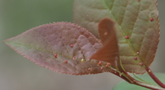 Eriophyes emarginatae