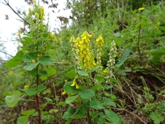 Melilotus italicus