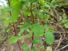 Melilotus italicus