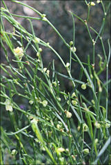 Muehlenbeckia diclina