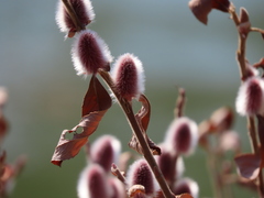 Salix gracilistyla