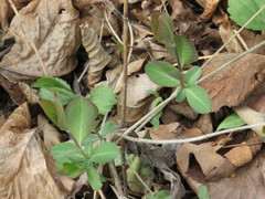 Lonicera reticulata