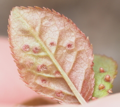 Eriophyes emarginatae