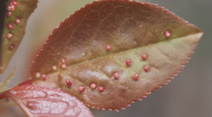 Eriophyes emarginatae