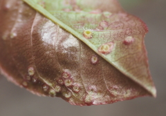 Eriophyes emarginatae