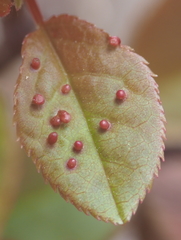 Eriophyes emarginatae