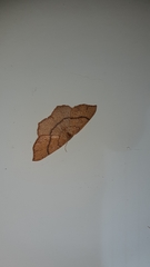 Cyclophora ruficiliaria