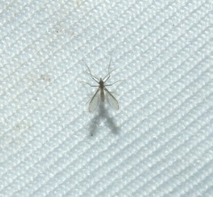 Phlebotominae