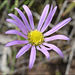 Calotis scabiosifolia - Photo (c) Ken Harris EntSocVic, algunos derechos reservados (CC BY-NC), subido por Ken Harris EntSocVic