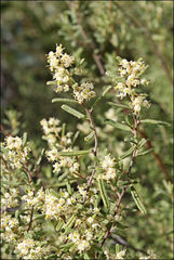 Pomaderris angustifolia
