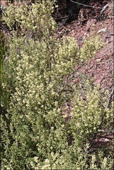 Pomaderris angustifolia