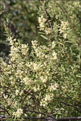 Pomaderris angustifolia
