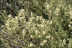 Pomaderris angustifolia