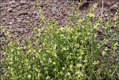 Galium gaudichaudii