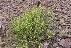 Galium gaudichaudii