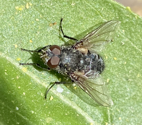 iNaturalist observation photo of Cluster Flies