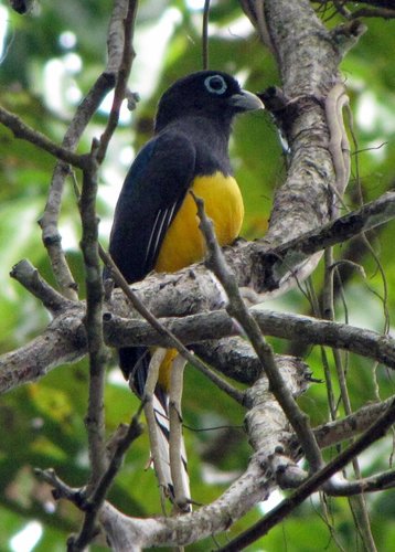 Black-headed Trogon