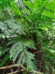 Cyathea delgadii