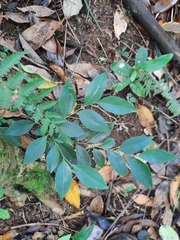 Maytenus evonymoides