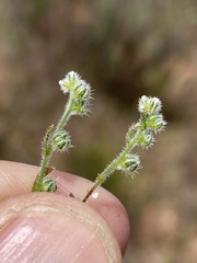 Plagiobothrys collinus ursinus