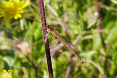 Oxyagrion rubidum