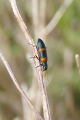 Strongylium testaceotibiale