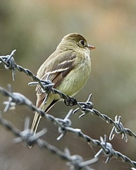 Empidonax difficilis