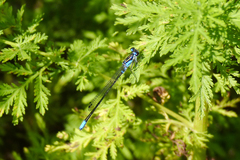 Cyanallagma bonariense