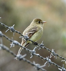 Empidonax difficilis