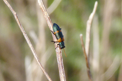 Strongylium testaceotibiale