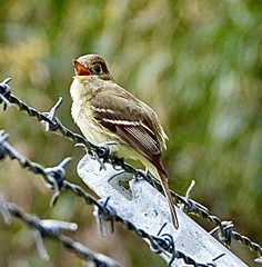 Empidonax difficilis