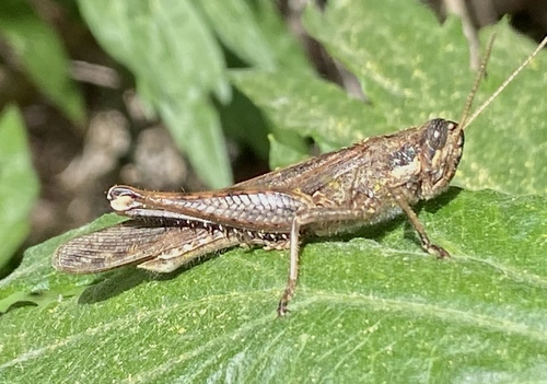 iNaturalist observation photo of Gray Bird Grasshopper