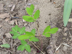 Taenidia integerrima