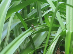 Abisara fylla