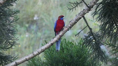 Platycercus elegans elegans