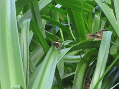 Abisara fylla