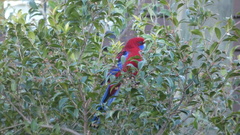 Platycercus elegans elegans