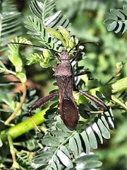 Riptortus abdominalis