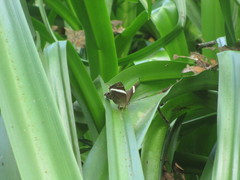 Abisara fylla